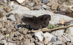 Staphylus hayhurstii