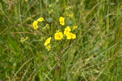 Potentilla gracilis elmeri
