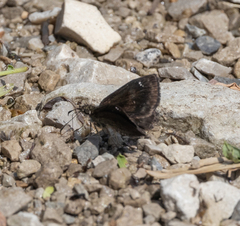 Staphylus hayhurstii