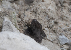 Staphylus hayhurstii