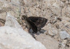 Staphylus hayhurstii