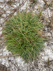 Cyperus nashii