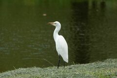 Bubulcus ibis coromandus