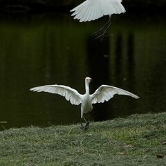 Bubulcus ibis coromandus