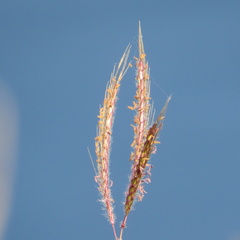 Bothriochloa pertusa