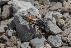 Crabroninae