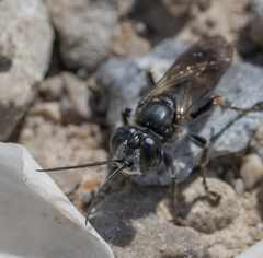 Crabroninae