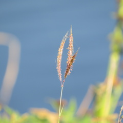 Bothriochloa pertusa