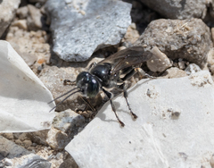 Crabroninae