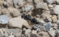 Crabroninae