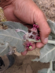 Asclepias californica