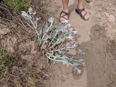 Asclepias californica