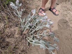 Asclepias californica