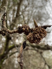 Aceria parapopuli