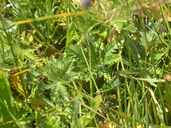 Potentilla gracilis elmeri