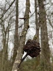 Aceria parapopuli