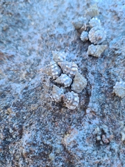 Nodilittorina pyramidalis