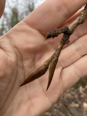 Aceria parapopuli