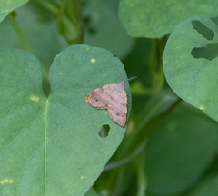 Mellilla xanthometata