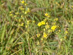 Potentilla gracilis elmeri