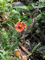 Gaillardia