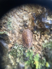 Merulana translucida