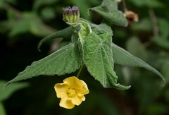 Abutilon oxycarpum