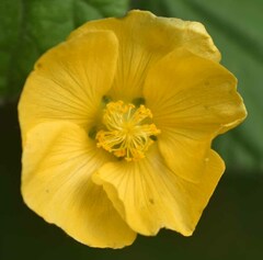 Abutilon oxycarpum