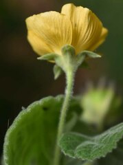 Abutilon oxycarpum