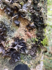 Merulana translucida