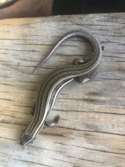 Oligosoma