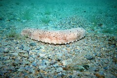 Australostichopus mollis