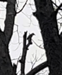 Melanerpes carolinus