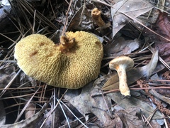 Suillus decipiens