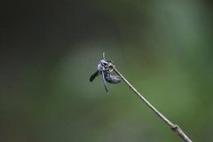 Aculeata