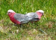 Eolophus roseicapilla albiceps