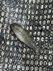 Hypseleotris