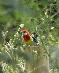 Platycercus eximius eximius