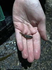 Hypseleotris