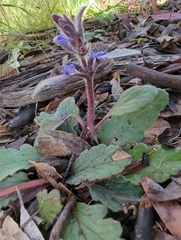 Ajuga