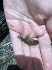Hypseleotris