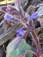 Ajuga