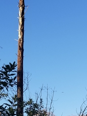 Pseudotsuga menziesii