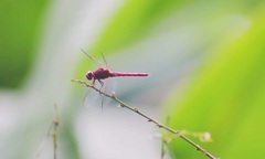 Orthemis discolor