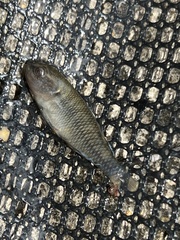 Hypseleotris