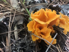 Craterellus odoratus