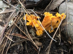 Craterellus odoratus