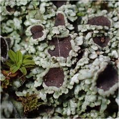 Physconia americana