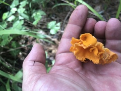 Craterellus odoratus
