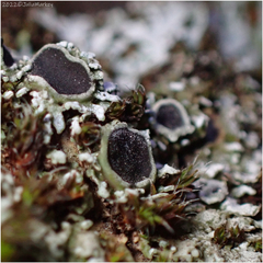 Physconia americana